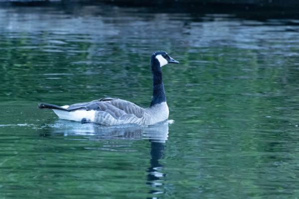 Canada goose