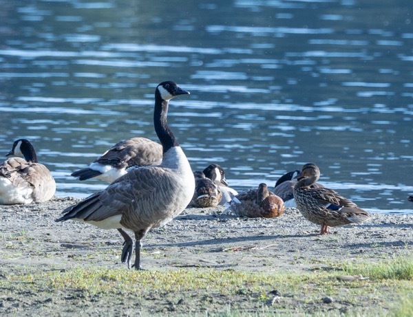 Canada goose