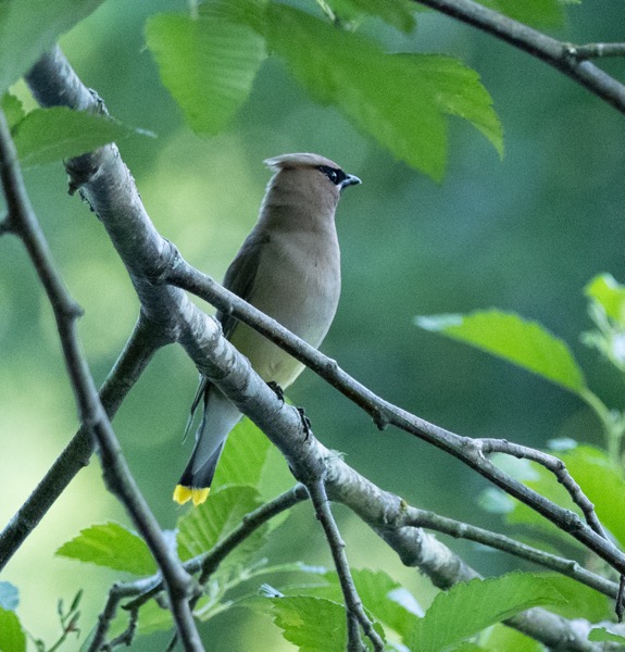 Cedar waxwing