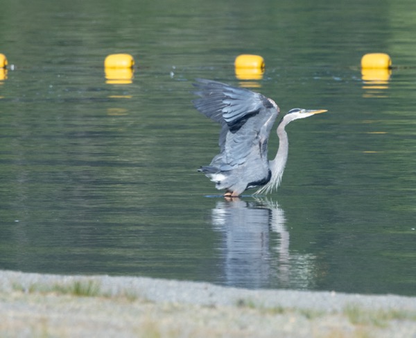 Great blue heron