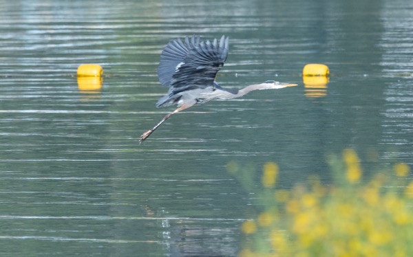 Great blue heron