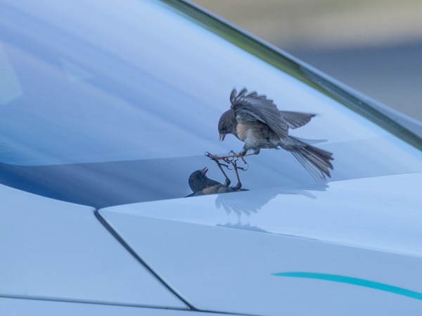 Junco challenging its reflection in our windshield