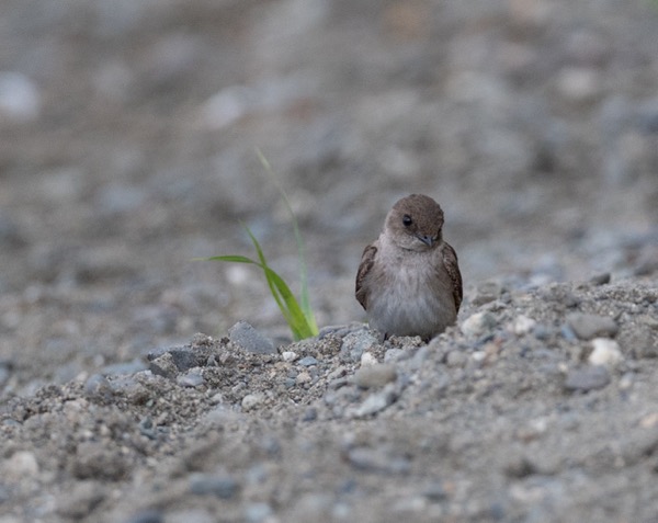 Northern rough-winged swallow