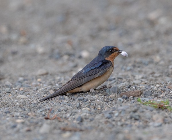 Barn swallow