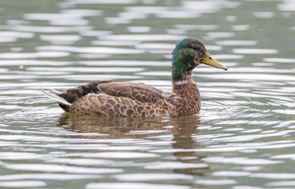 Mallard