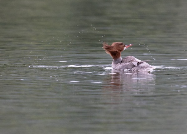 Common merganser