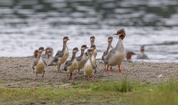 Common merganser
