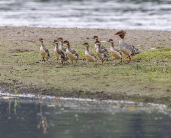 Common merganser