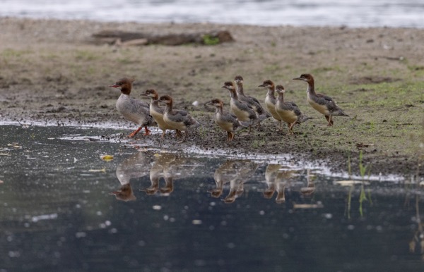 Common merganser