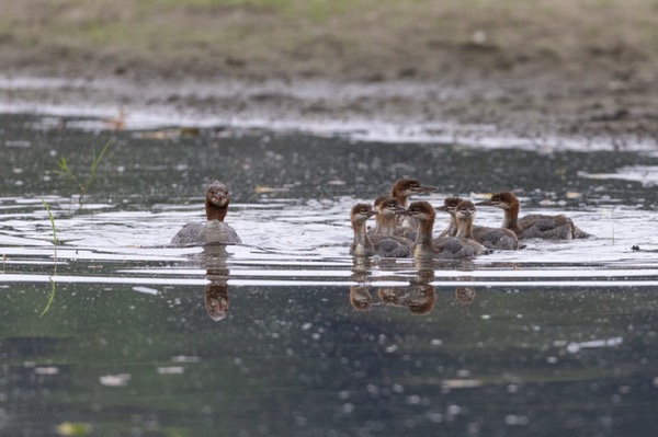 Common merganser