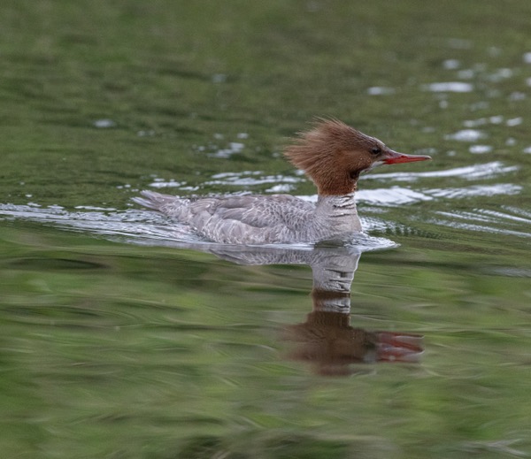 Common merganser