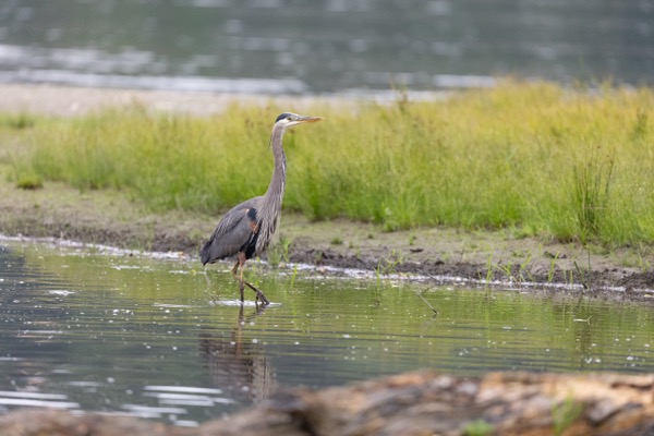 Great blue heron
