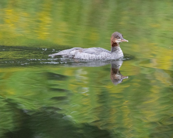 Common merganser