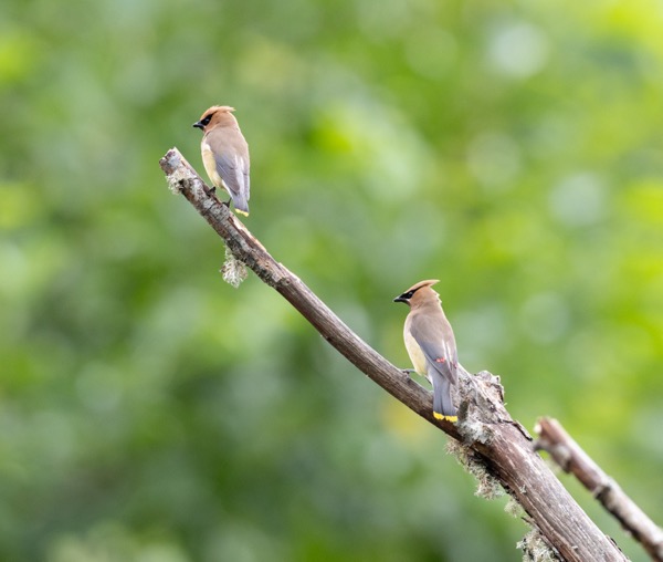 Cedar waxwing