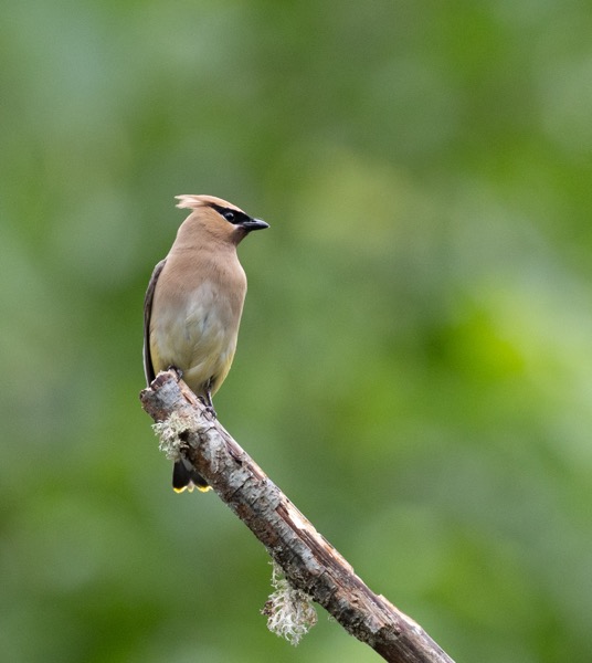 Cedar waxwing