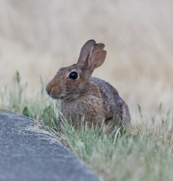 Feral rabbit - one of many