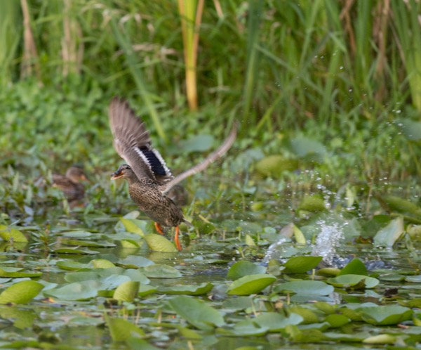 Mallard taking flight