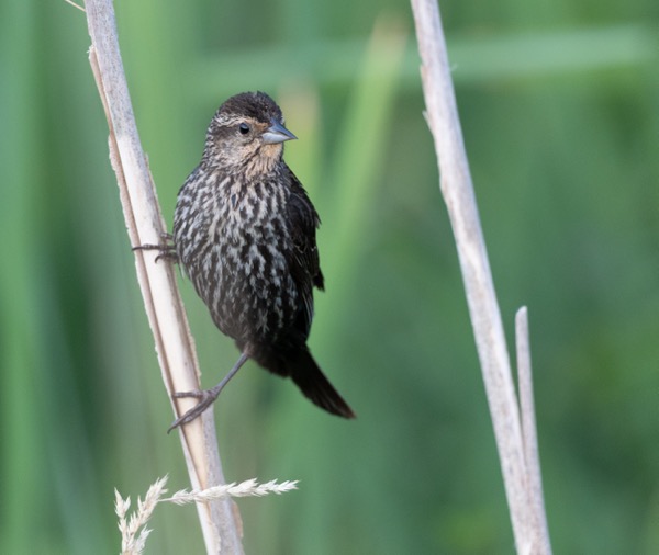 Female red-winged blackbird