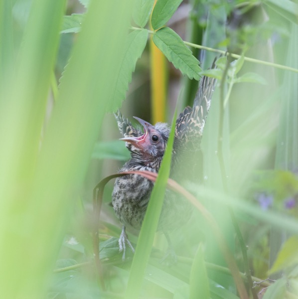Red-winged blackbird fledgling ready for breakfast