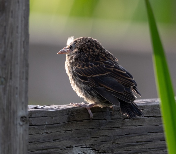 Red-winged blackbird fledgling basking in the sunrise