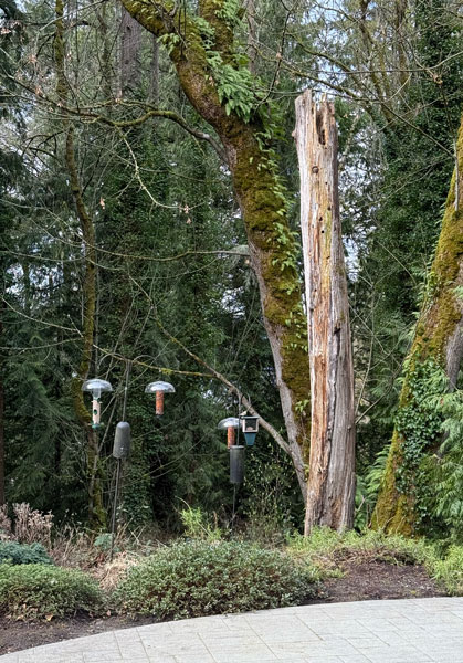 Snag with owl head in nest