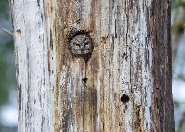 Close-up of owl in nest