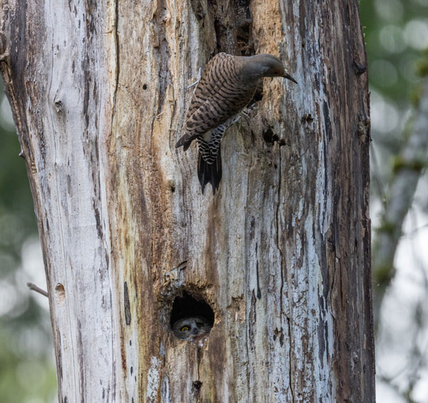 Owl leaning back watching a flicker above the nest