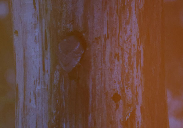 Owl entering nest at dusk