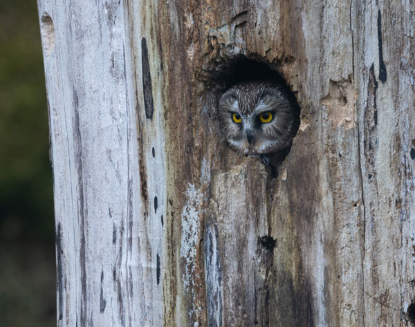 Owl looking out from the nest