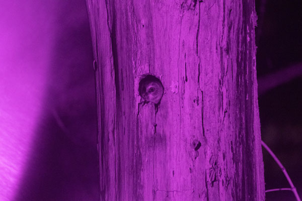 Unprocessed infrared image of owl