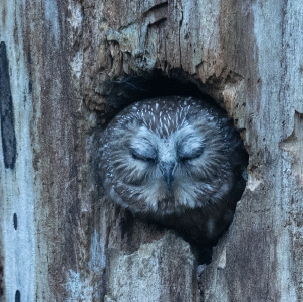 Owl with eyes closed