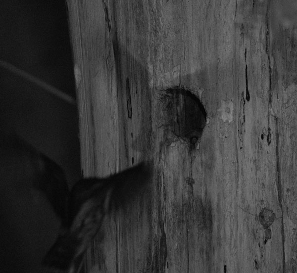 Incoming owl in flight being watched from inside