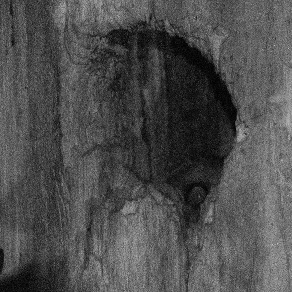 Close-up of second owl