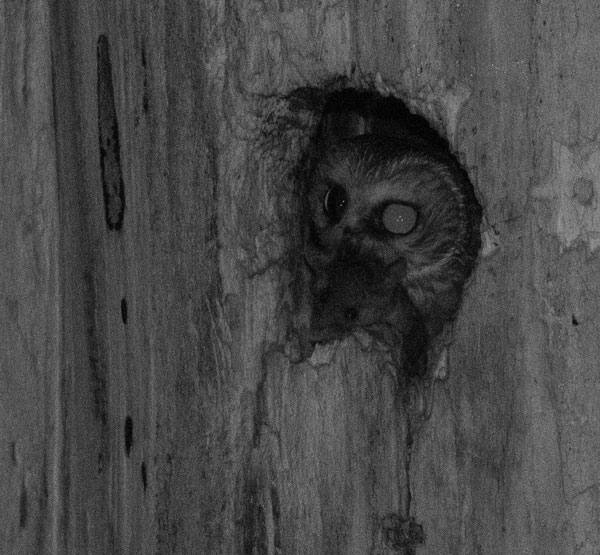 Infrared-eye owl with mouse
