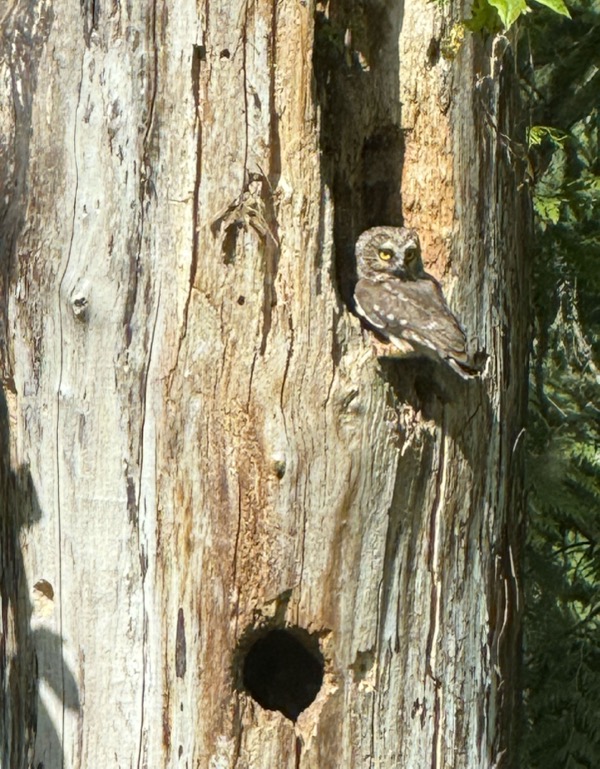 Owl outside the nest
