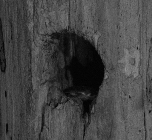 First owlet sighting, maybe