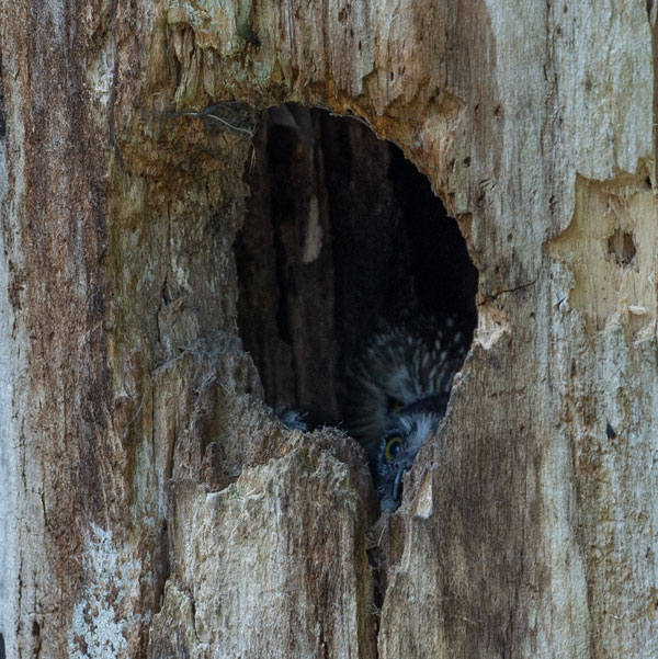 Owlet looking out with parent behind