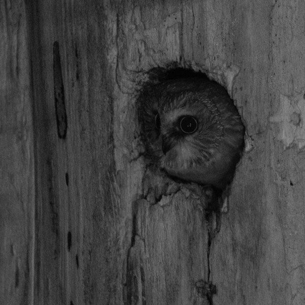 Last sighting of an adult owl in the nest