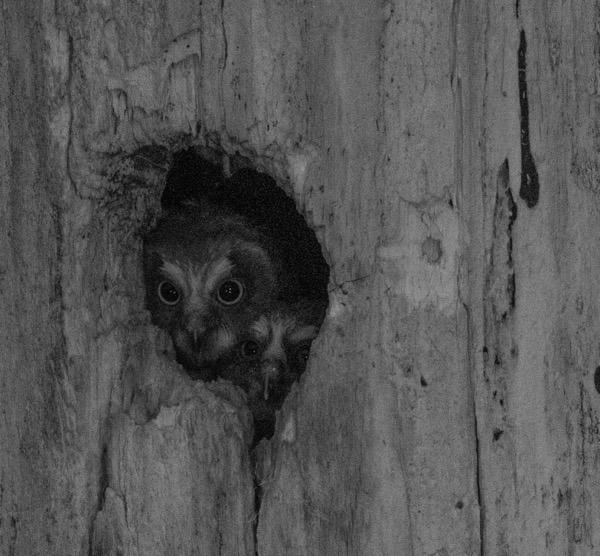 Pair of owlets keeping watch at night