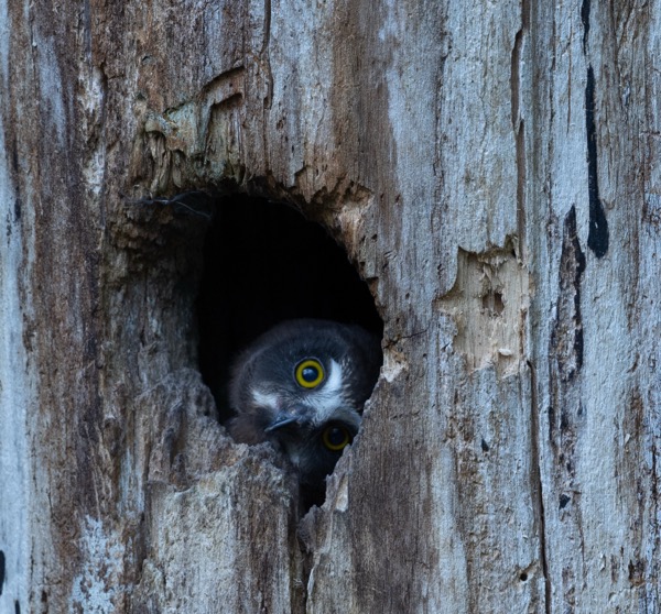 Owlet looking sideways