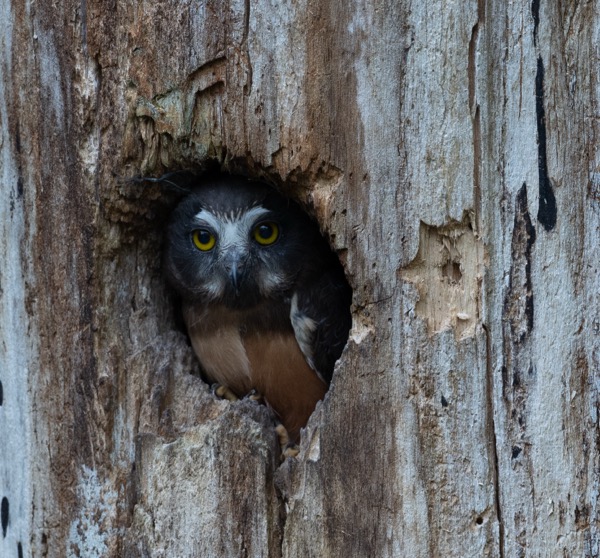 Full body showing juvenile coloring and talons