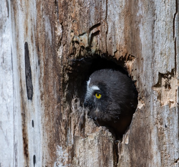 Owlet profile