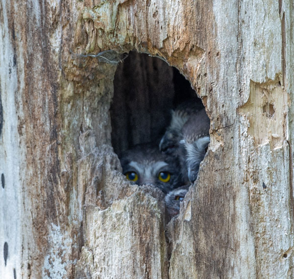 Four owlets looking out from the nest