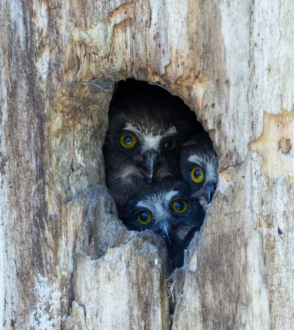 Owlet trio
