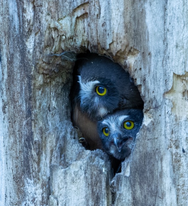 Pair of owlets