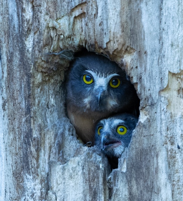 Big and little owlets