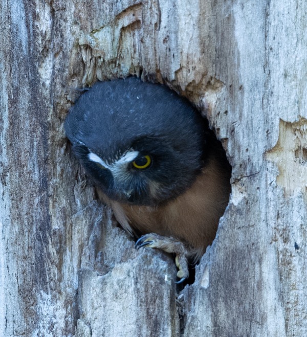 Owlet talons, mice beware