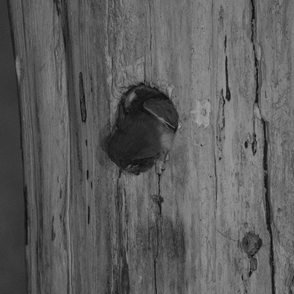 The owlet stepping out of the nest