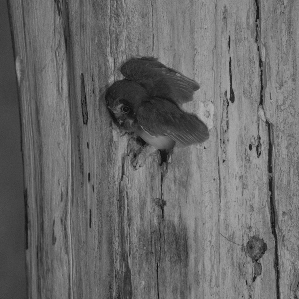 Owlet with wings open