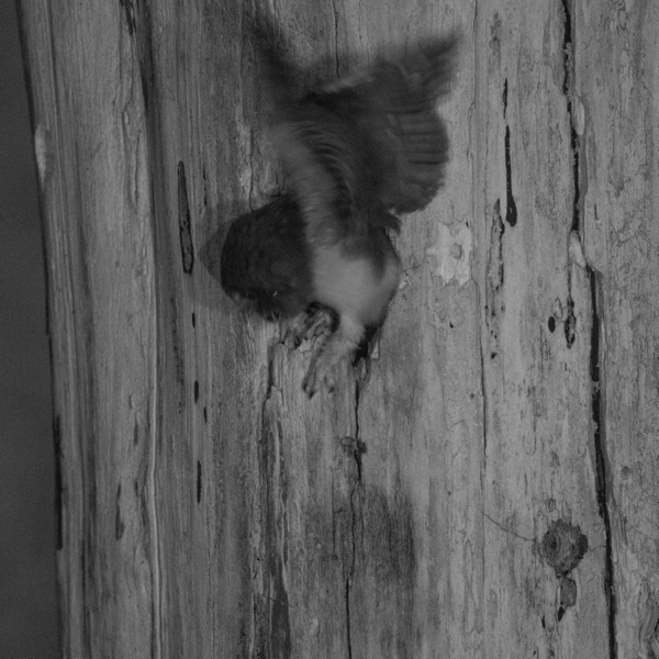Owlet stretching wings